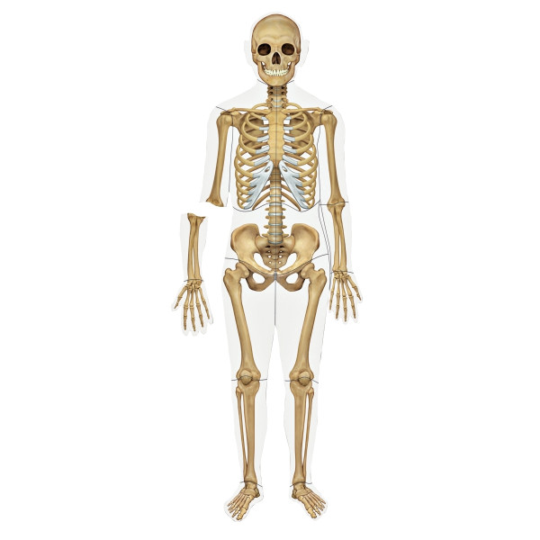 Set magnétique les organes et le squelette