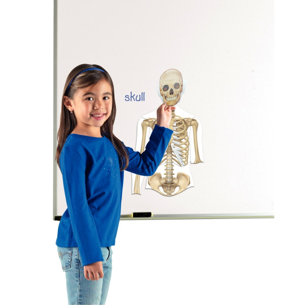Set magnétique les organes et le squelette