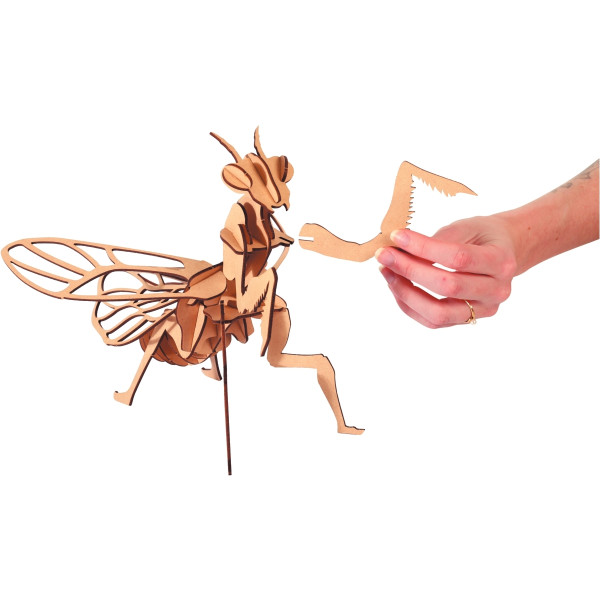 Maquette en bois 3D, Mante religieuse