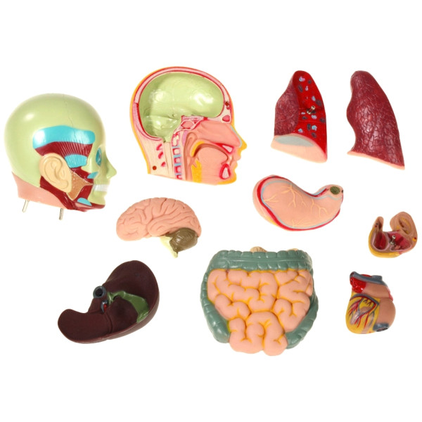 Set d'anatomie 11 pièces 50cm