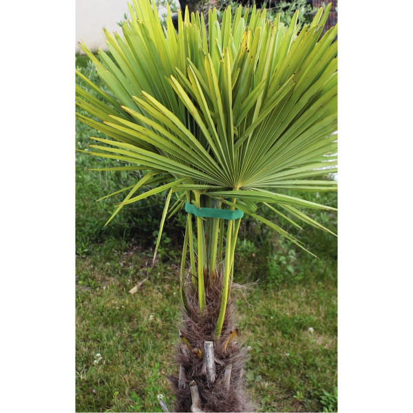 Ruban auto-agrippant noir