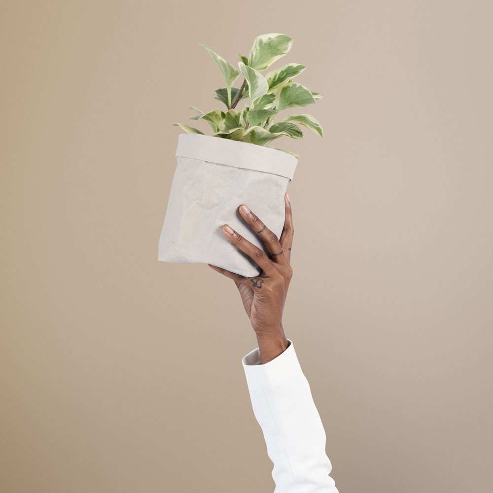 Plante